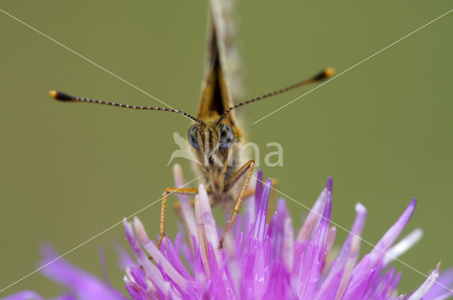 Small Pearl-Bordered Fritillary (Boloria selene)