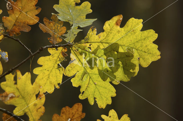 Zomereik (Quercus robur)