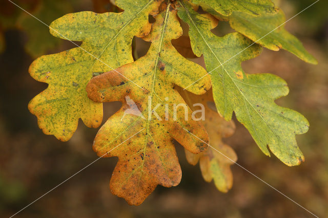 Zomereik (Quercus robur)