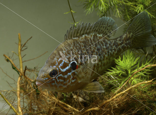 Zonnebaars (Lepomis gibbosus)