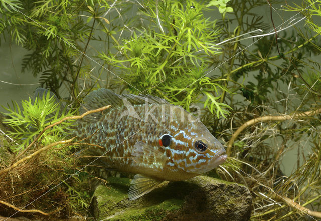 Zonnebaars (Lepomis gibbosus)