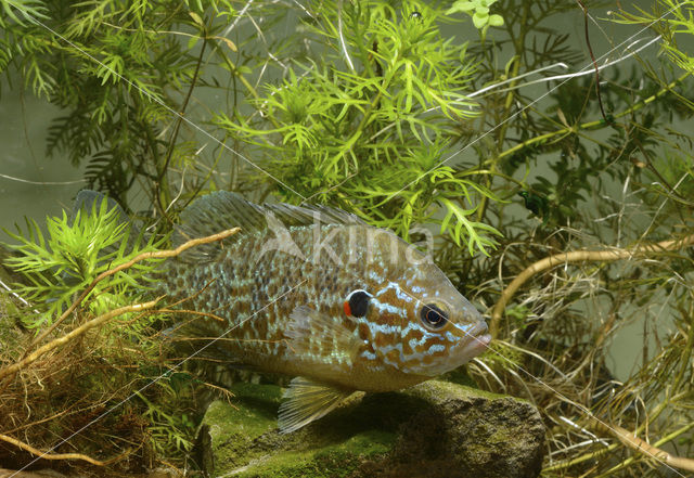 Zonnebaars (Lepomis gibbosus)