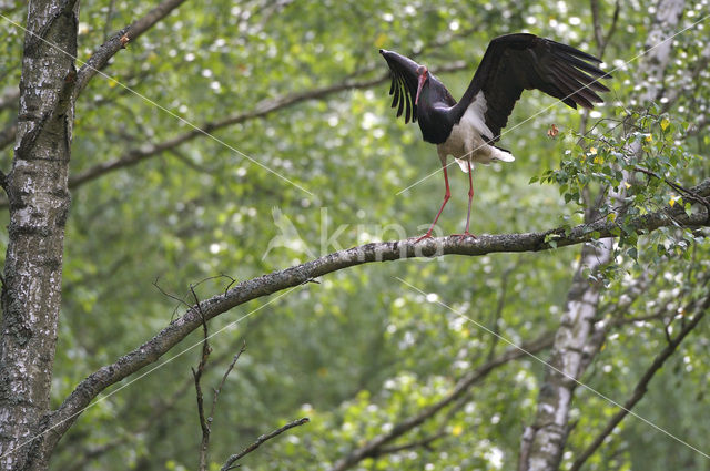 Black Stork (Ciconia nigra)
