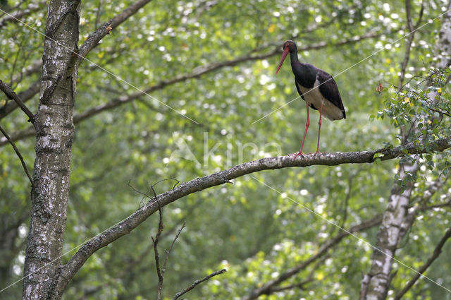 Zwarte Ooievaar (Ciconia nigra)