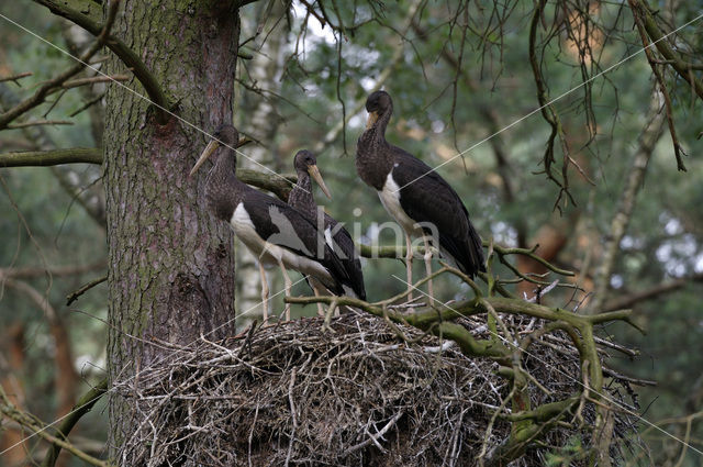 Black Stork (Ciconia nigra)