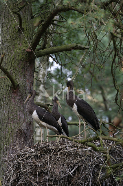 Black Stork (Ciconia nigra)