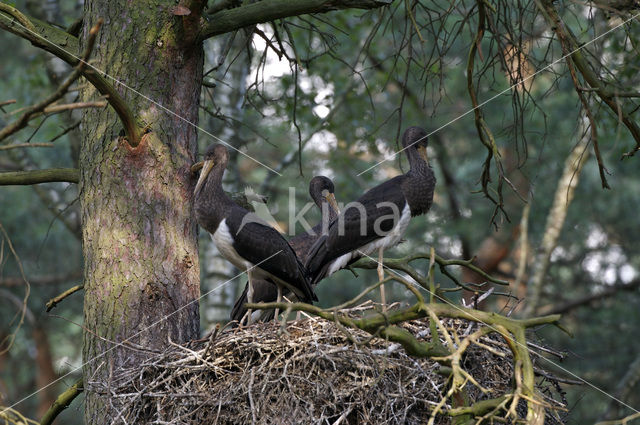 Black Stork (Ciconia nigra)