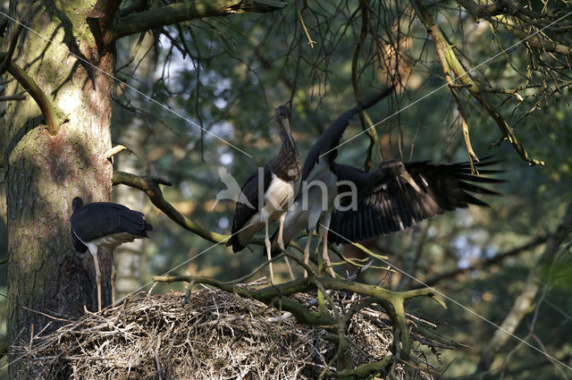 Black Stork (Ciconia nigra)