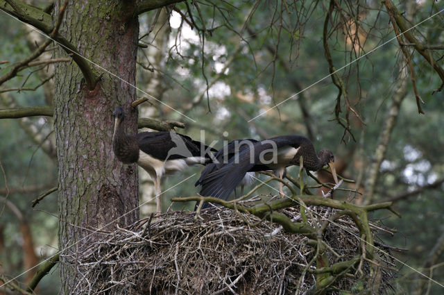 Black Stork (Ciconia nigra)