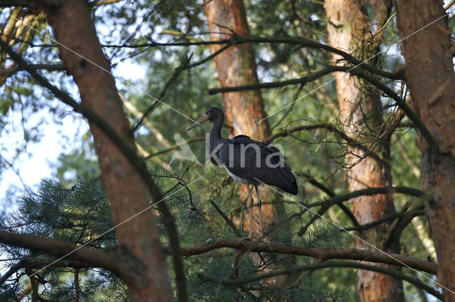 Black Stork (Ciconia nigra)