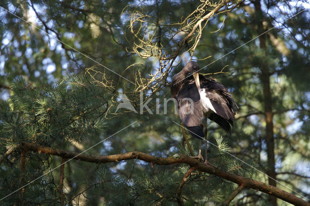 Black Stork (Ciconia nigra)