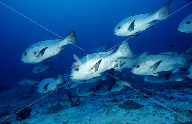 Zwarte snapper (Macolor niger)