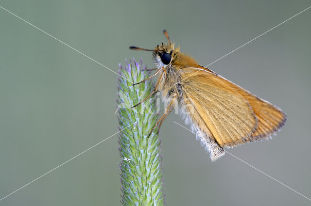 european skipper (Thymelicus lineola)