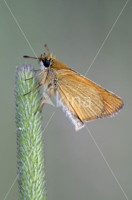 european skipper (Thymelicus lineola)