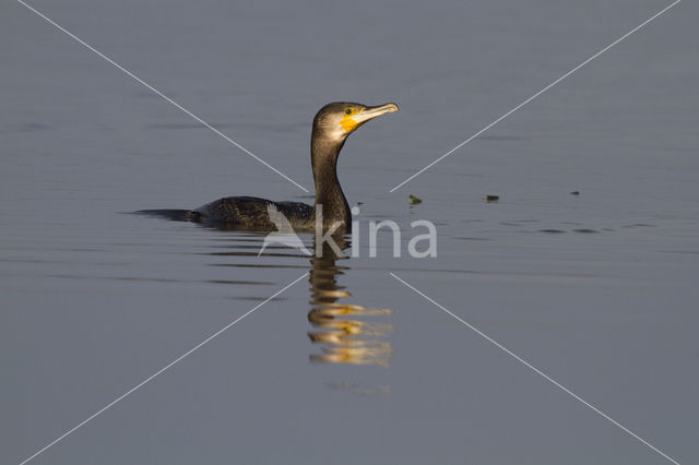 Great Cormorant (Phalacrocorax carbo)