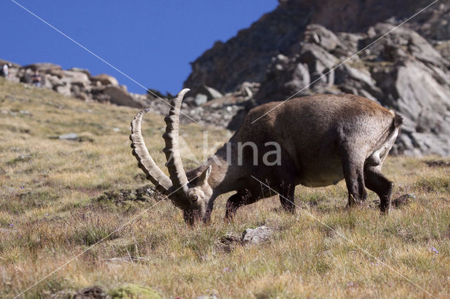 Alpen Steenbok (Capra ibex)