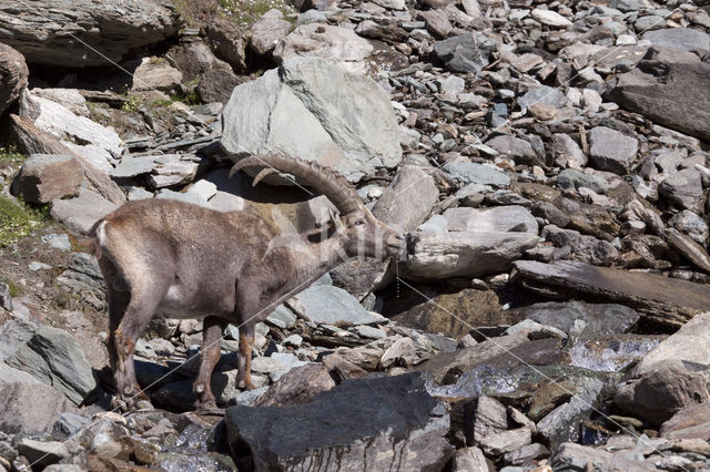 Alpen Steenbok (Capra ibex)