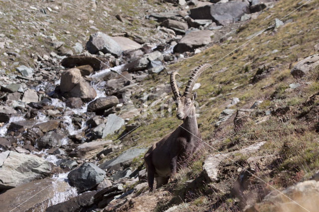 Alpen Steenbok (Capra ibex)