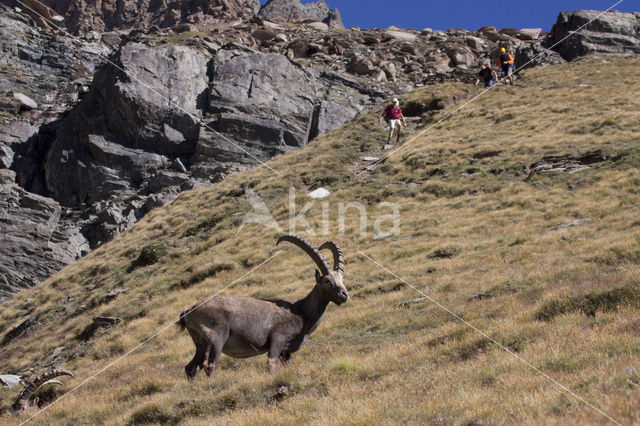 Alpen Steenbok (Capra ibex)