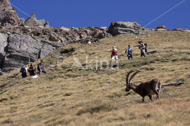 Alpen Steenbok (Capra ibex)