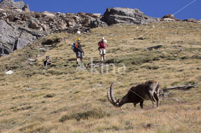 Alpen Steenbok (Capra ibex)