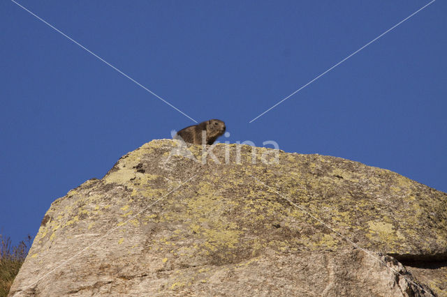 Alpine Marmot (Marmota marmota)