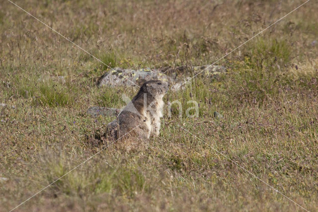 Alpine Marmot (Marmota marmota)