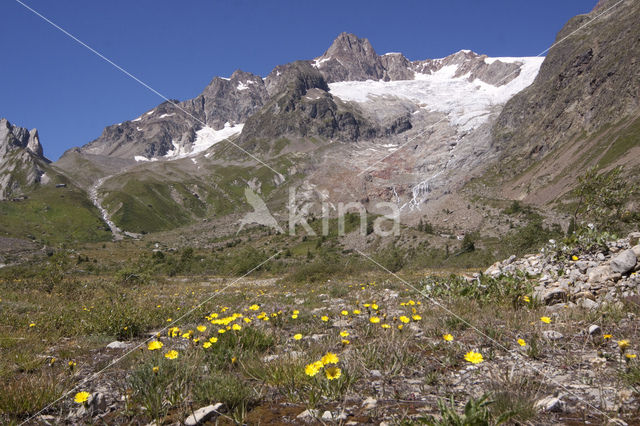 alpine hawkweed (Hieracium alpinum)