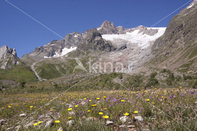 alpine hawkweed (Hieracium alpinum)