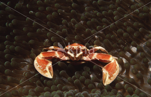 Porcelain Anemone Crab (Neopetrolisthes maculatus)