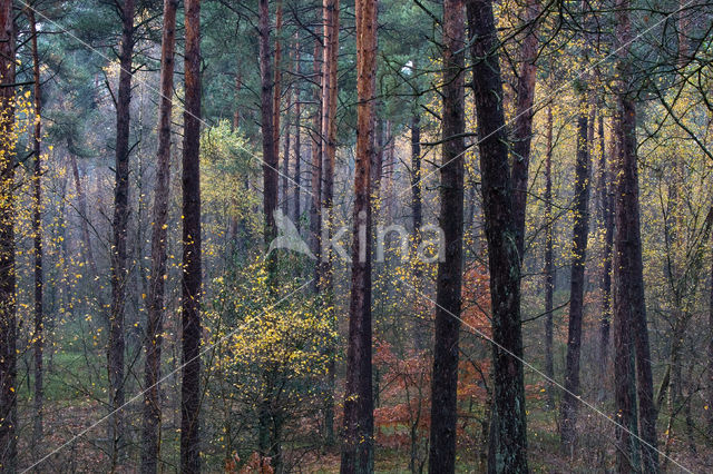 Apeldoorn
