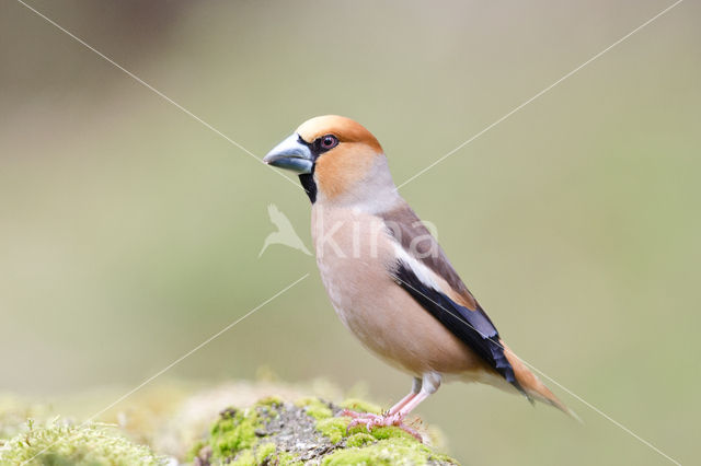 Appelvink (Coccothraustes coccothraustes)