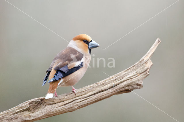 Appelvink (Coccothraustes coccothraustes)