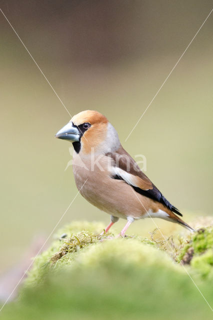 Appelvink (Coccothraustes coccothraustes)