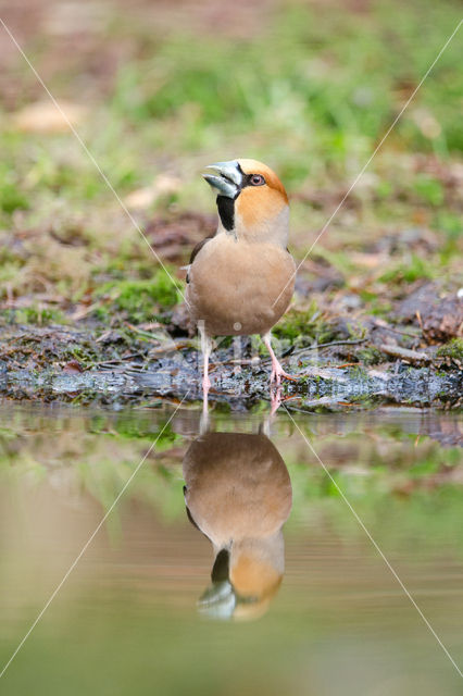 Hawfinch (Coccothraustes coccothraustes)
