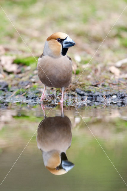 Appelvink (Coccothraustes coccothraustes)