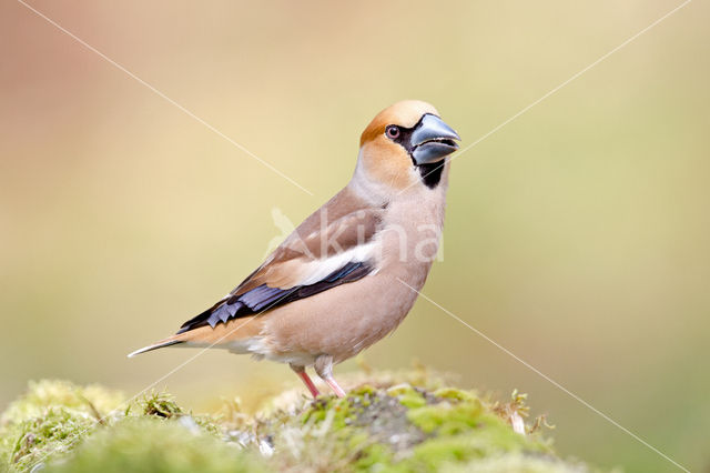 Hawfinch (Coccothraustes coccothraustes)
