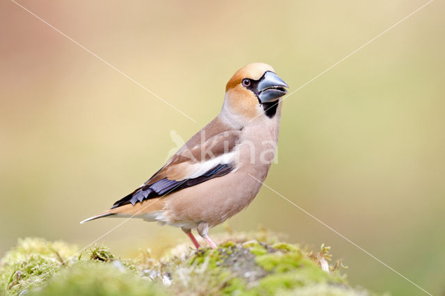 Appelvink (Coccothraustes coccothraustes)