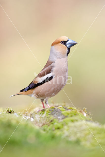 Hawfinch (Coccothraustes coccothraustes)