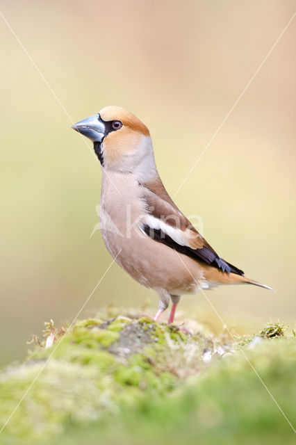 Appelvink (Coccothraustes coccothraustes)