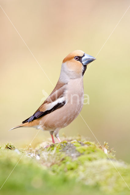 Hawfinch (Coccothraustes coccothraustes)