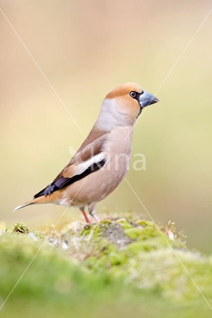 Appelvink (Coccothraustes coccothraustes)