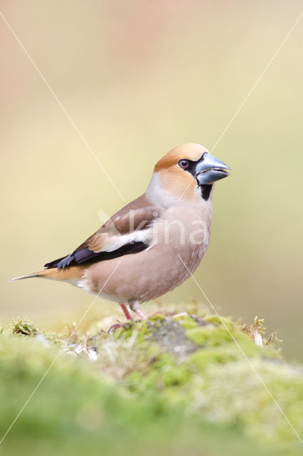 Appelvink (Coccothraustes coccothraustes)