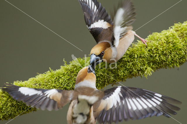Hawfinch (Coccothraustes coccothraustes)