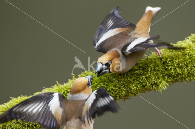 Hawfinch (Coccothraustes coccothraustes)