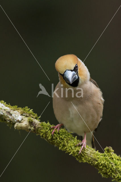 Hawfinch (Coccothraustes coccothraustes)