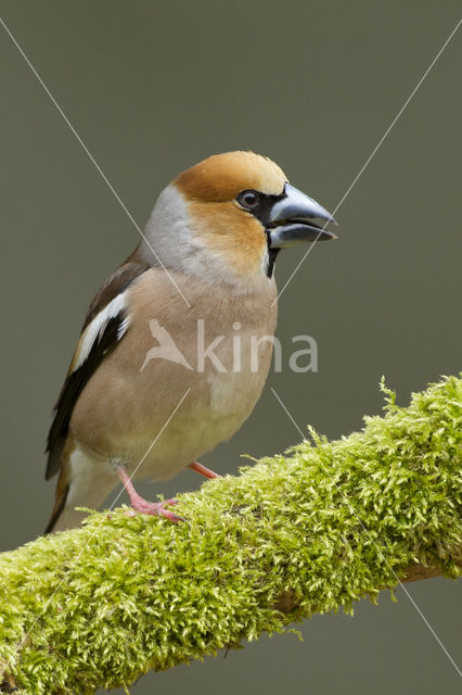 Hawfinch (Coccothraustes coccothraustes)