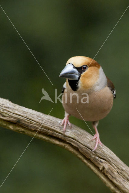 Hawfinch (Coccothraustes coccothraustes)