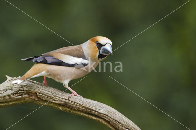 Hawfinch (Coccothraustes coccothraustes)