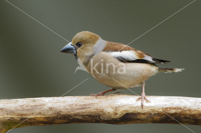 Hawfinch (Coccothraustes coccothraustes)